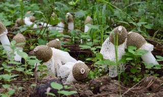 竹荪有没有毒（竹荪有毒么）