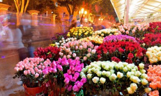 代表着友谊的花有哪些（代表着友谊的花有哪些名字）