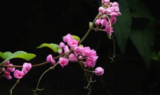 珊瑚藤应该怎么养 珊瑚藤应该怎么养护