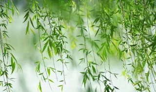 杨柳有什么精神品质（杨柳的品格和精神）