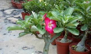 沙漠玫瑰花期介绍（沙漠玫瑰花期多长）