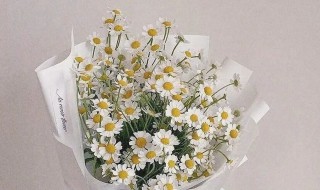 雏菊花语和寓意是啥 雏菊花语及代表意义