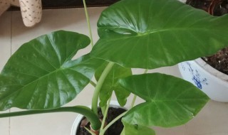滴水观音能放在卧室吗 滴水观音能放在卧室吗为什么睡觉的时候不行
