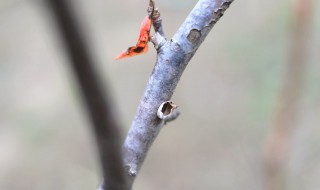 落叶聚还散寒鸦栖复惊的意思 落叶聚还散寒鸦栖复惊表达了什么样的情感