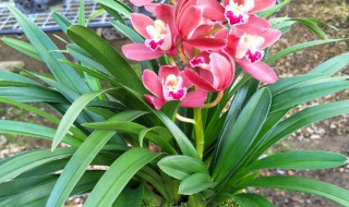 种植寒兰用什么盆种 种植寒兰用什么盆种好