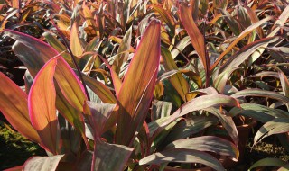 朱蕉叶子发黄长斑是怎么回事 红叶朱蕉叶片枯黄
