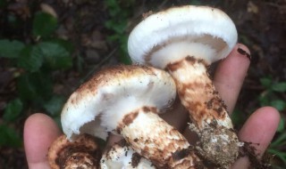 松茸长在哪里（松茸长什么样）