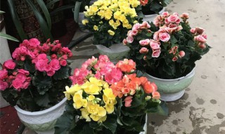 丽格海棠开完花后怎么处理(丽格海棠开完花后怎么修剪)