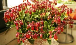 养护金玲花过程中要怎样进行修剪 养护金玲花过程中要怎样进行修剪和修剪