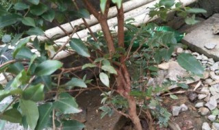 嘉宝果开花前有什么预兆 嘉宝果开花初期是怎样