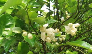 香泡有什么功效与作用 香泡的功效与作用