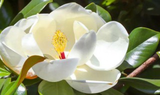 广玉兰什么时候开花 广玉兰什么时候开花?