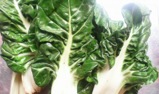 哪些人不能吃牛皮菜（哪些人不能吃牛皮菜籽油）