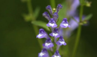 半枝莲的花语和传说是什么呢(半边莲的花语是什么)