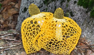 什么人不适合食用竹荪 什么人不适合食用竹荪菌