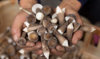 食用鸡枞菌要注意什么 食用鸡枞菌要注意什么细菌