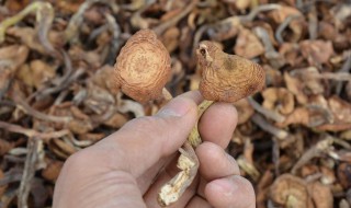 干榛蘑发黑了好不好（榛蘑时间长了发黑还能食用）