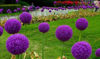 大花葱在什么时候开花 大葱开花时间