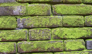 青苔满阶砌白鸟故迟留的意思 满砌青青旋长苔什么意思