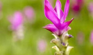 姜荷花主要有什么价值 姜荷花主要有什么价值呢