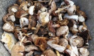 松蘑可以直接吃吗(松蘑能直接吃吗)