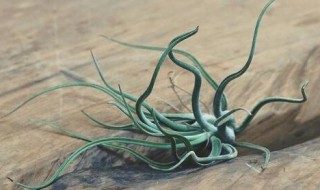 空气凤梨有什么作用 空气凤梨是什么东西