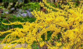 迎春花花语是什么 迎新春花的花语是什么