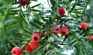 紫杉有什么功效和作用（紫杉的功效与作用,紫杉的副作用）