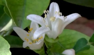 玳玳花是凉性的吗 玳玳花有什么作用