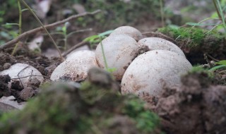 竹荪蛋可以吃吗 竹荪蛋可以吃吗?