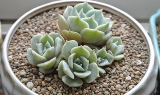 露娜莲应该如何养殖(露娜莲应该如何养殖呢)