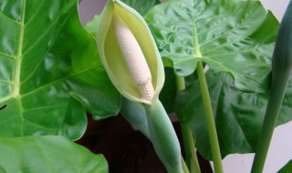 滴水观音烂根怎么办（滴水观音烂根怎么办）