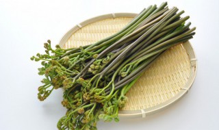 薇菜和蕨菜的区别是什么 薇菜和蕨菜的区别是什么图片