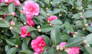 你知道茶梅是什么吗 茶梅是什么样子的