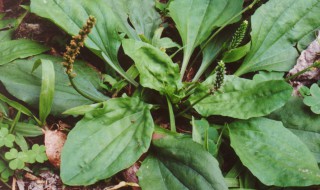 车前草可以治痛风吗 痛风断根的土方子