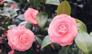 家里养花怎么正确施肥（家里养花怎么正确施肥视频）