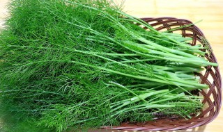 茴香的功效作用有哪些（茴香的功效作用有哪些呢）