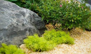 佛甲草功效与作用有哪些（佛甲草有什么药用价值）