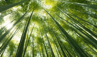 竹子怎么辨别方向（竹子怎么辨别方向视频）