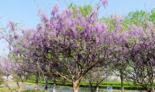 紫藤树如何种植（紫藤树如何种植视频）