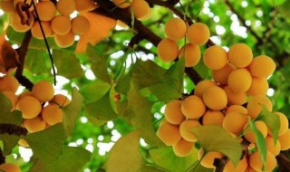 中国的国树（中国的国树为什么是银杏）