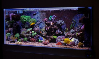 鱼缸有铁锈的解决方案 鱼缸有铁锈的解决方案有哪些