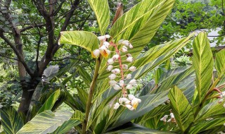 花叶良姜寓意是是什么 姜花的寓意