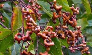 万寿果泡酒方法 万寿果泡酒的制作方法