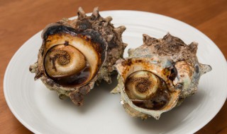 如何挑选海螺 怎么挑选新鲜海螺