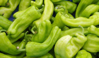 青椒怎么挑选（青椒怎么挑选好的）