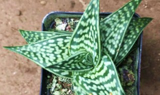 翠花掌的养殖方法 翠花掌的养殖方法视频