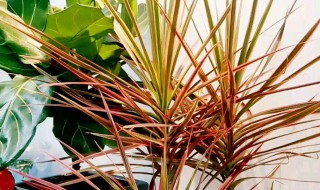 三色铁的养殖方法（三色铁用什么土种植）