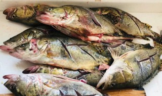 正宗臭桂鱼的腌制方法 正宗臭桂鱼的腌制方法视频