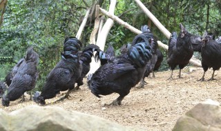 乌骨鸡的养殖方法 乌骨鸡适合什么地方养殖